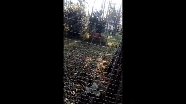 Влог: Марина едет кормить Енотиков смотреть онлайн