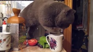 15 фактов о кошках. Смешные и интересные факты о котах