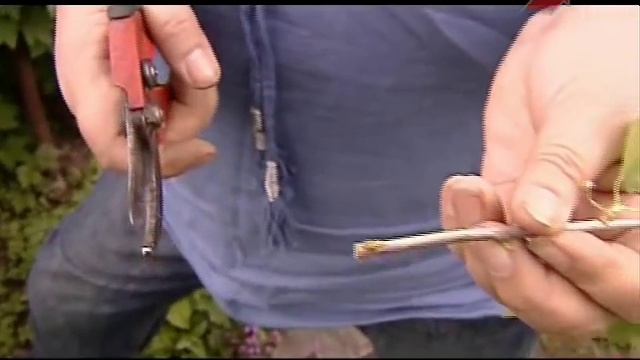 Размножение черной смородины черенками.mp4 смотреть онлайн