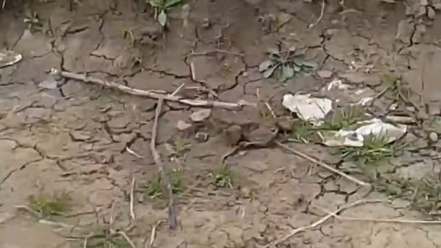 Ящерица подобная лягушка. смотреть онлайн