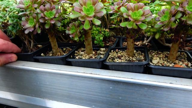 Aeonium зимой. Показываю свою коллекцию Эониумов, рассказываю о зимовке, поливе и субстрате.