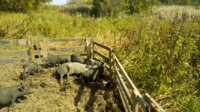 Дерзкий побег из свинарника. Схема раскрыта. смотреть онлайн