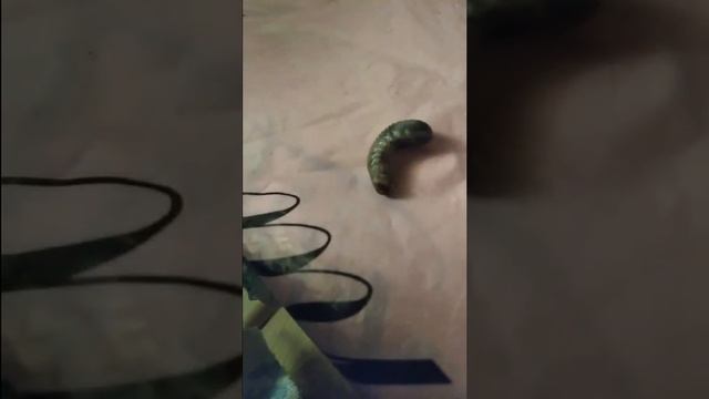 личинка бронзовки смотреть онлайн