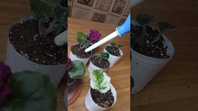 Посадка деток фиалки смотреть онлайн