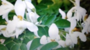 Моринга: полезные свойства и противопоказания.