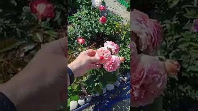 мои лилейники и другое смотреть онлайн