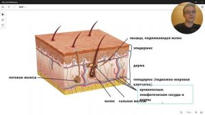 Кожа анатомия строение ЕГЭ ОГЭ | эпидермис дерма гиподерма