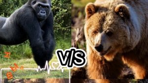 Горилла против медведя кадьяка - КТО СИЛЬНЕЕ!!!//Батл животных//(ANIMALS BATTLE BIT)