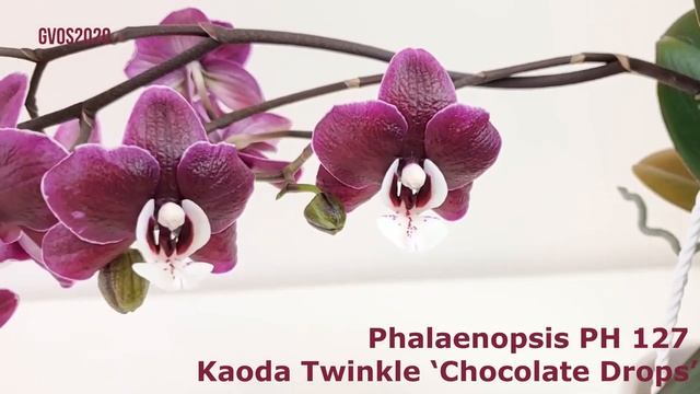 #GVOS2020 - Phalaenopsis PH 127 Kaoda Twinkle ‘Chocolate Drops’ смотреть онлайн