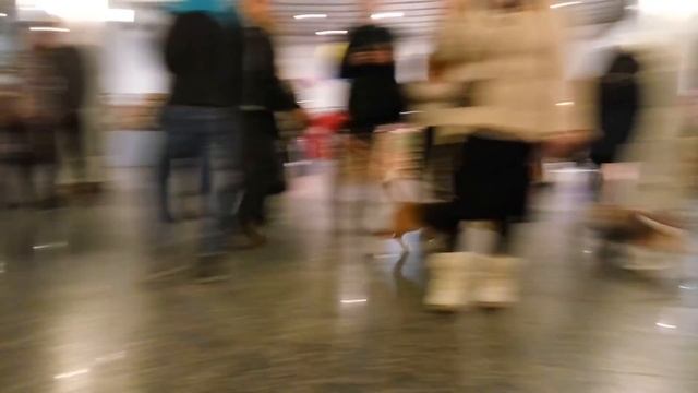 Новогодние Биглята 25.12.2016 || Christmas Beagles 25/12/2016 смотреть онлайн