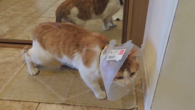 Страдания кота. смотреть онлайн