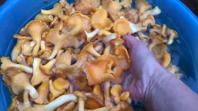 Салаты с Тимьяном