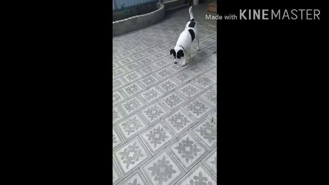 Угадай песню за 10 секунд. Самые клевые песни. смотреть онлайн