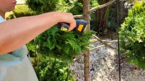 Туя Брабант в технике ниваки