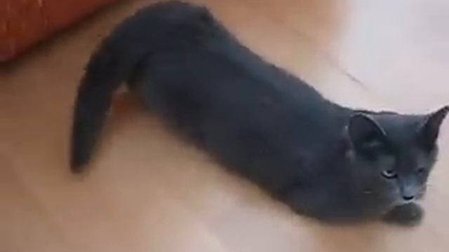 Кошка, март, течка смотреть онлайн