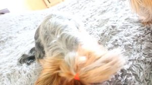 Роды мини йорка,кесарево?как все было.щенки йорка