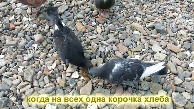 Городские птицы голуби | Как делили корочку хлеба смотреть онлайн