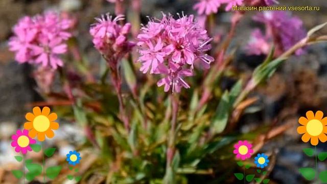 Лихнис альпийский. Краткий обзор, описание характеристик, где купить саженцы lychnis alpina смотреть онлайн