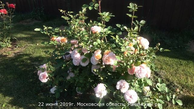 Обзор розы Леандр (Плетистая) - Leander (Austin, 1982) смотреть онлайн