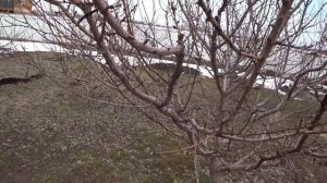 ОБРЕЗКА АБРИКОСА с кроной улучшенная чаша. Какие побеги удалять на омоложение.