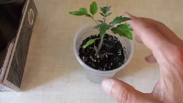 Выращивание рассады томатов в стаканчиках смотреть онлайн