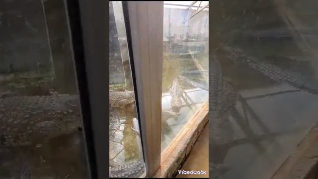 12 октября 2023 г.сафари парк на Солнечном острове г.Краснодар часть 2я смотреть онлайн