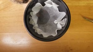 Как прорастить семена амариллиса/гипераструм