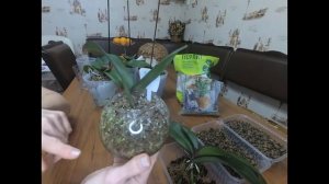 Орхидеи.Как восстановить тургор листьев. Как спасти Орхидею быстрый способ .