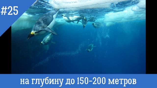 50 интересных фактов о пингвинах смотреть онлайн