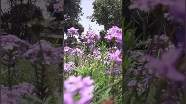 в Перу пришла весна