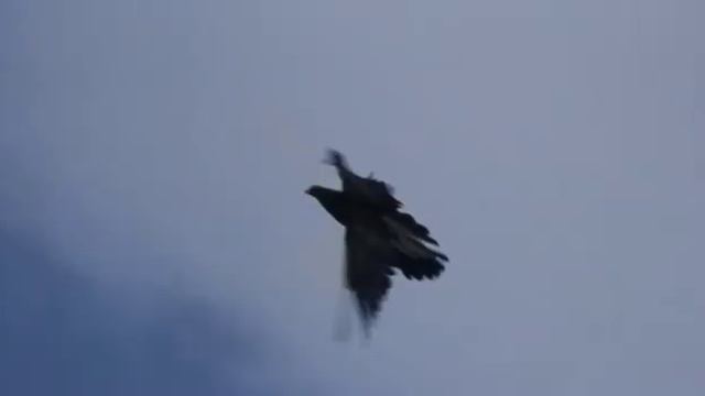 Серпасто-выворотные голуби у Володи в Матвеевке смотреть онлайн