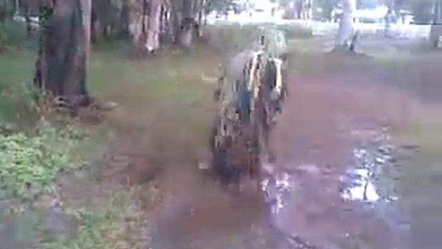 little green riding hood and the big bad sh**ter смотреть онлайн