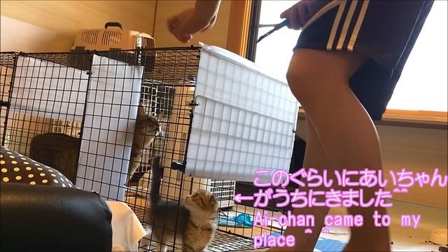 キャットタワー/ケージDIY組み立て・猫/子猫/小型犬用100均手作り自作