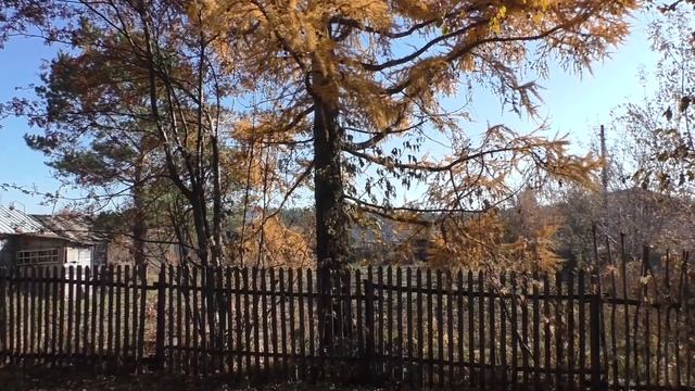 Красавица лиственница смотреть онлайн