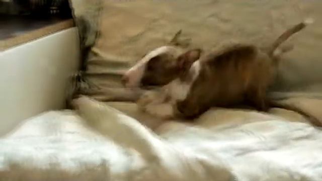 Щенки миниатюрного бультерьера смотреть онлайн