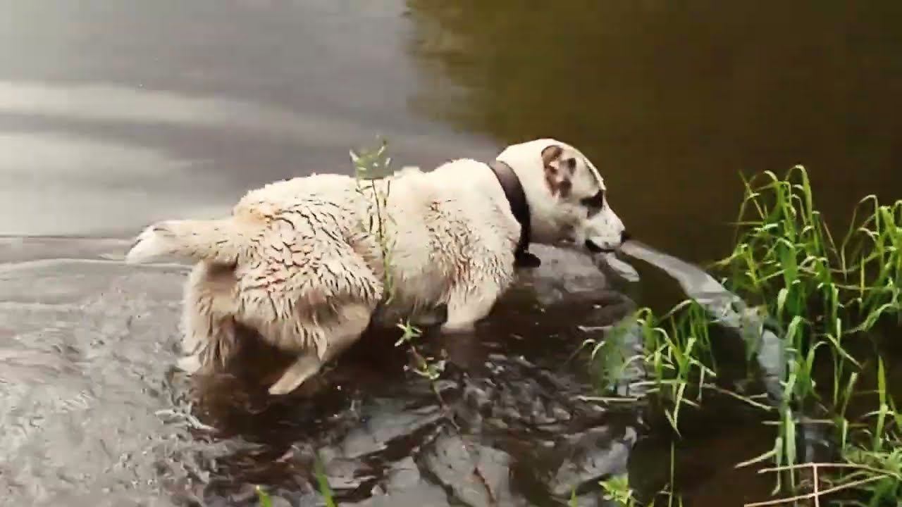 КиноДНО выходит из затвора. смотреть онлайн