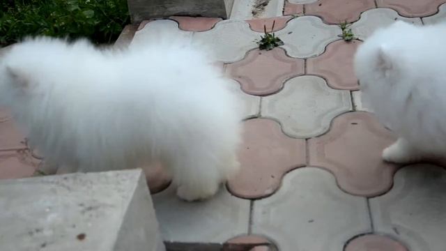 Мальчик шпиц белые смотреть онлайн