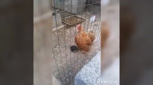 Кохинхин шариковый карликовый