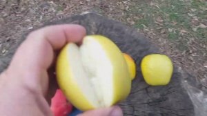 Редкие сорта в нашем саду. Обзор яблок из серии Кандилей и Синапов. Дегустация.