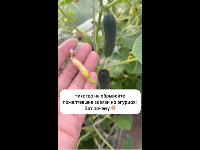 Никогда НЕ ОБРЫВАЙТЕ пожелтевшие завязи у огурцов! смотреть онлайн