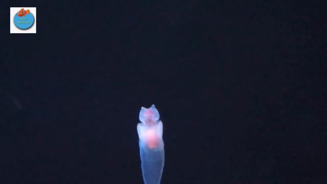 Deniz Meleği - Sea Angel смотреть онлайн