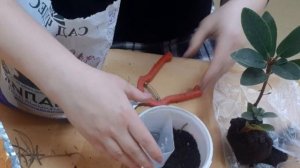 Рододендрон из магазина. Пересаживаю.