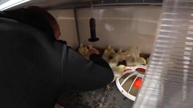 Занеслись гуси//Накосячил с бройлерами//Вес кобб-500 в 10 дней смотреть онлайн