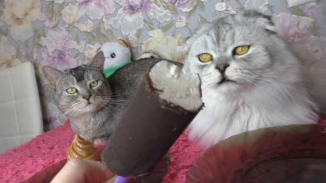 ОБЫЧНАЯ ЕДА ПРОТИВ ПЛАСТИКОВОЙ | кошачий челлендж смотреть онлайн