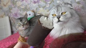 ОБЫЧНАЯ ЕДА ПРОТИВ ПЛАСТИКОВОЙ | кошачий челлендж