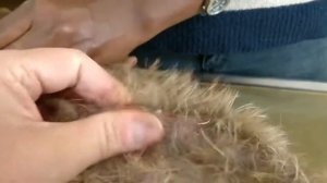 Remove mangoworms from dog - Remove mango worms from dog skin Удалите манговых червей с кожи собаки