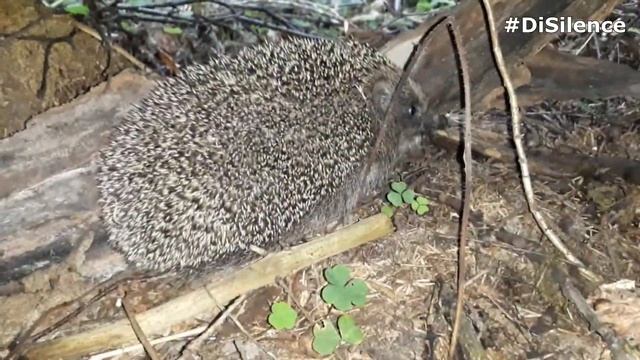 Видео - охота - Ёжик / Video - Hunting - Hedgehog