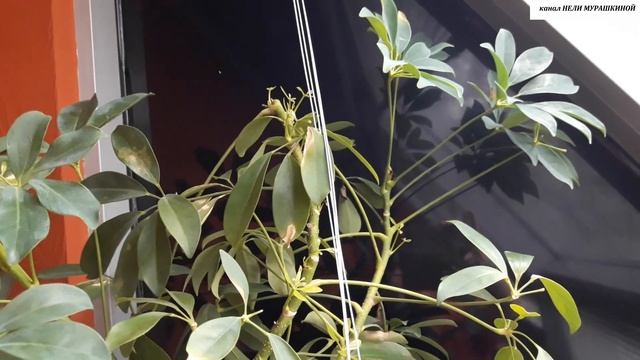 ШЕФЛЕРА после СОЛНЕЧНЫХ ОЖОГОВ. Что делать? смотреть онлайн