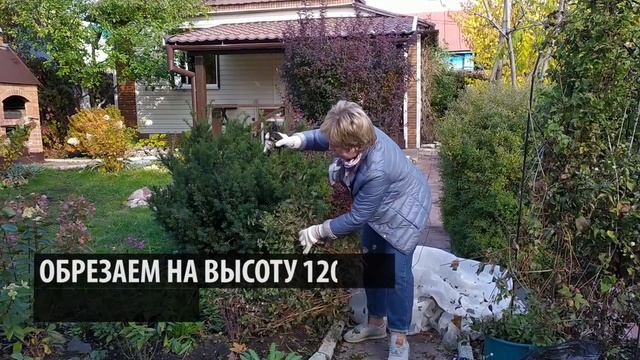 ОТПРАВЛЯЕМ КЛЕМАТИСЫ НА ЗИМОВКУ ? Как правильно укрыть клематис? / Садовый гид смотреть онлайн