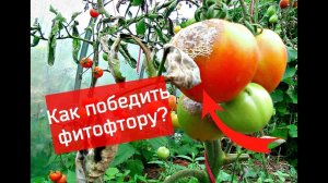 Как победить фитофтору на помидорах? Секреты опытного садовода!